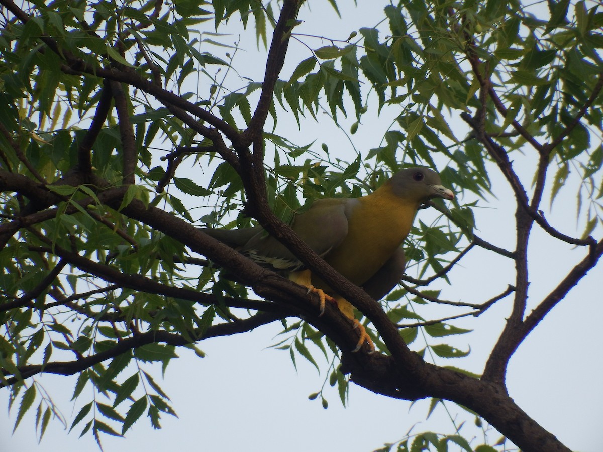 Yellow-footed Green-Pigeon - ML619131192