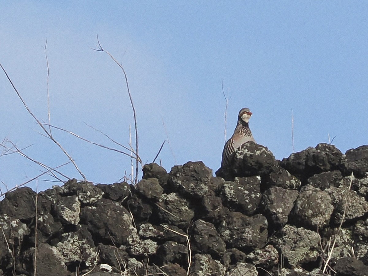 Red-legged Partridge - ML619131251