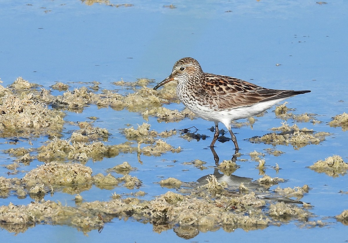 White-rumped Sandpiper - Christine Rowland