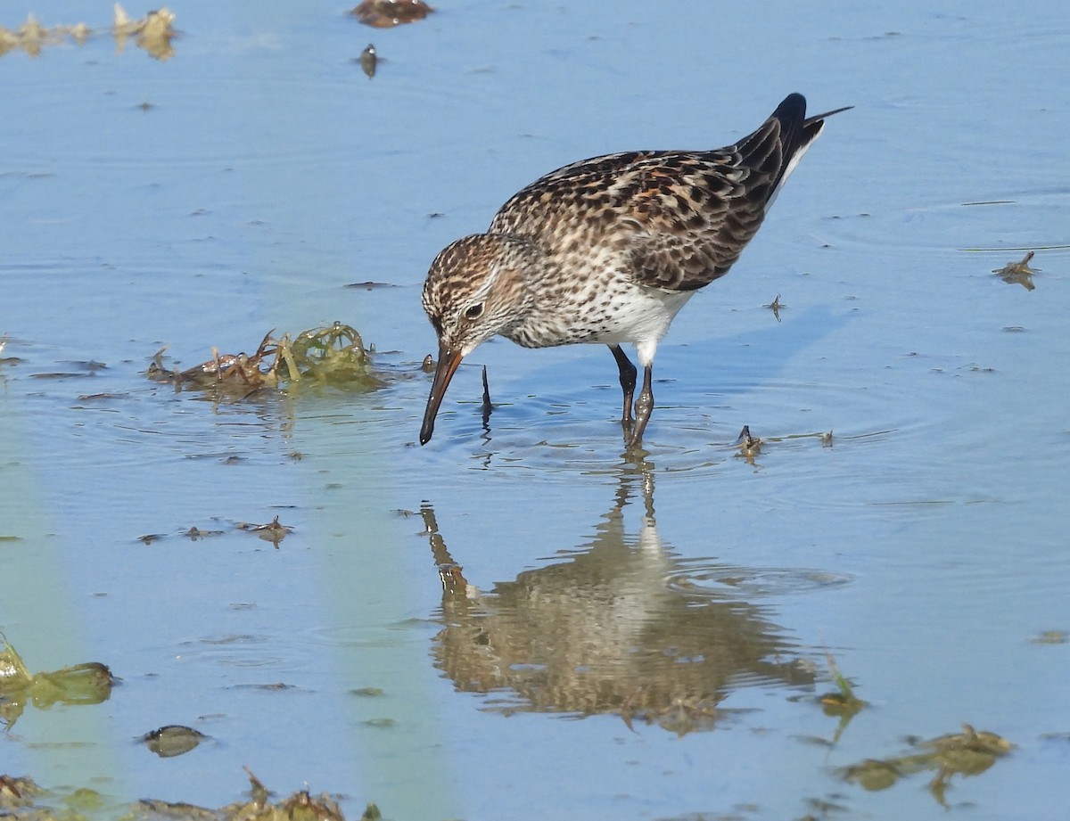 White-rumped Sandpiper - Christine Rowland