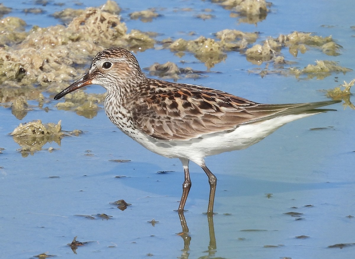 White-rumped Sandpiper - Christine Rowland