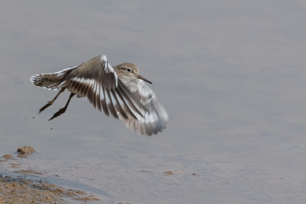 Common Sandpiper - Esmail Samiwala