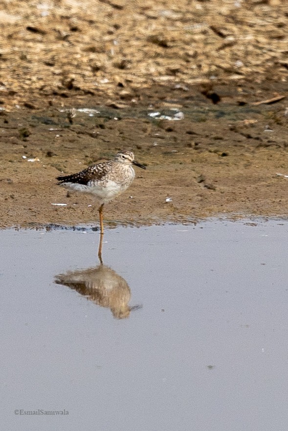 Bruchwasserläufer - ML619131301