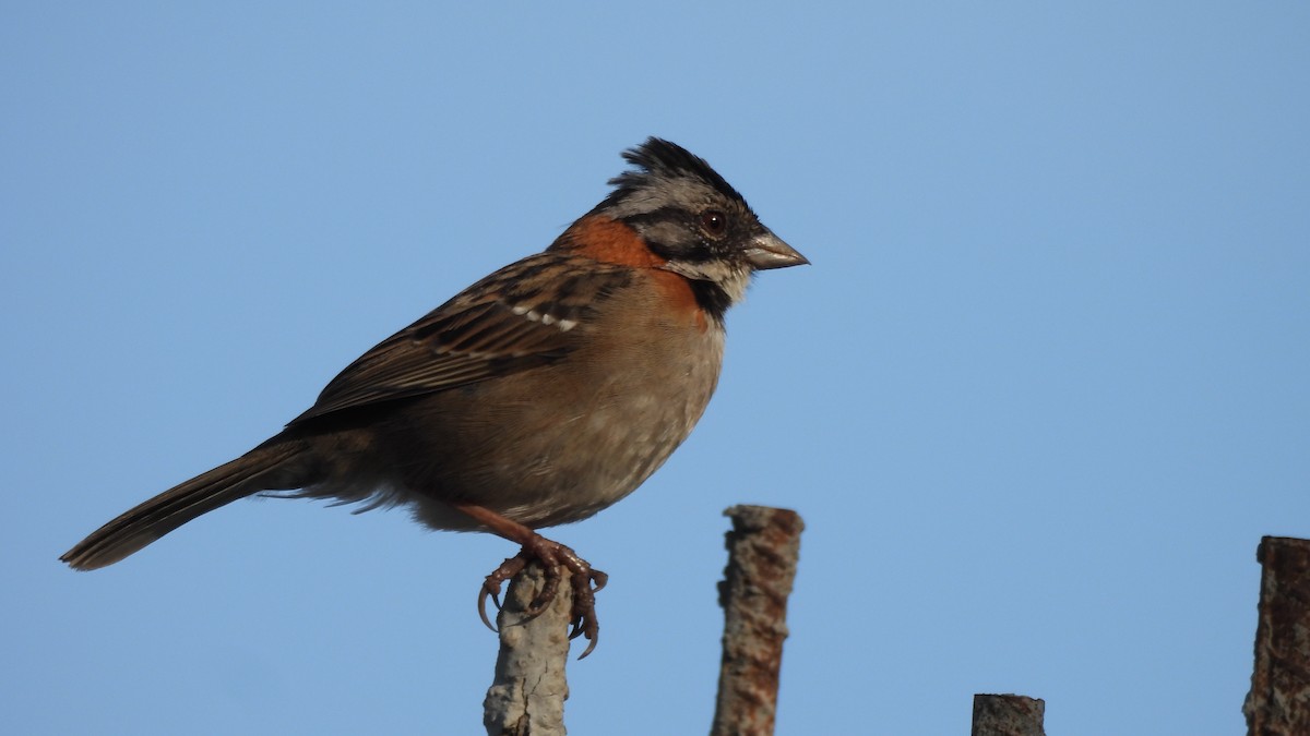 Rufous-collared Sparrow - Karen Evans