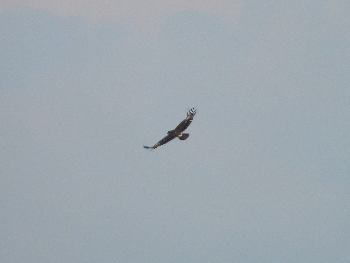 Lesser Spotted Eagle - Adam Wilczek