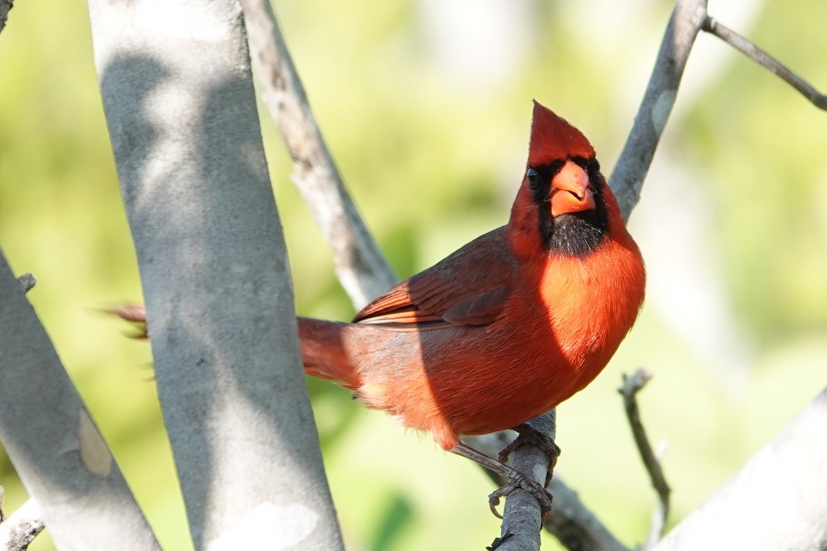 Cardinal rouge - ML619131331