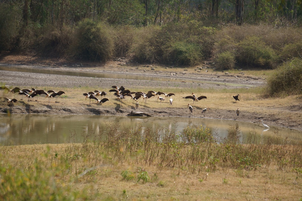 Painted Stork - Dev Bagdi