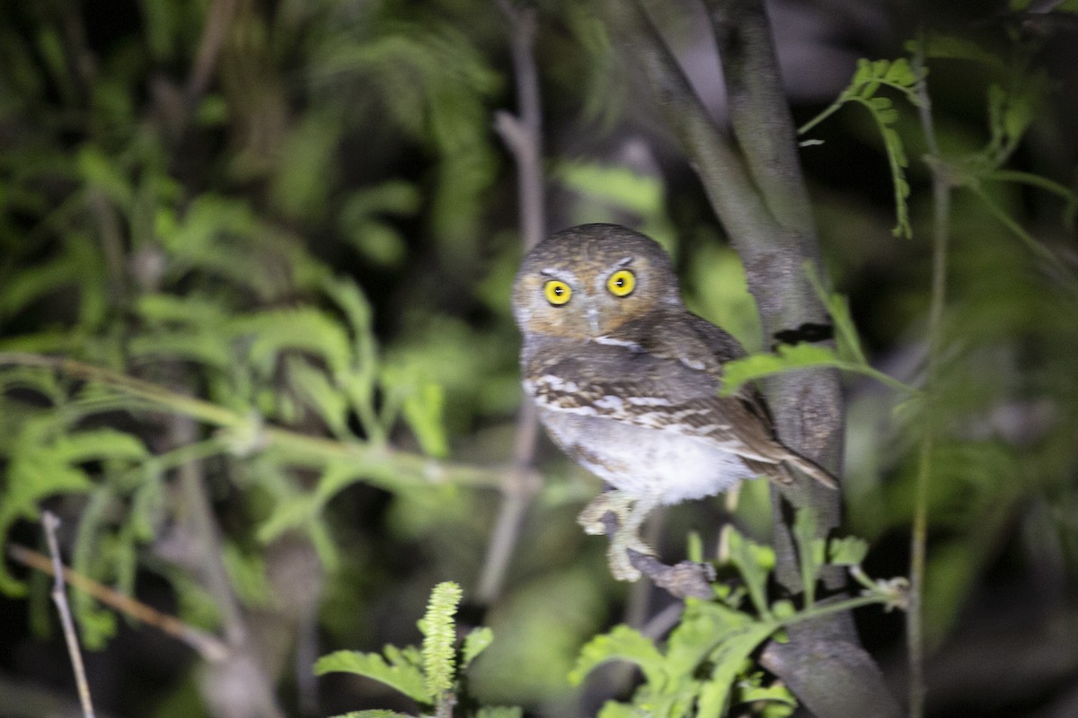 Elf Owl - Eugene Huryn