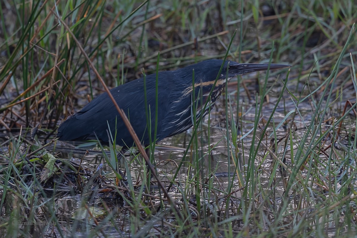 Black Bittern - Esmail Samiwala