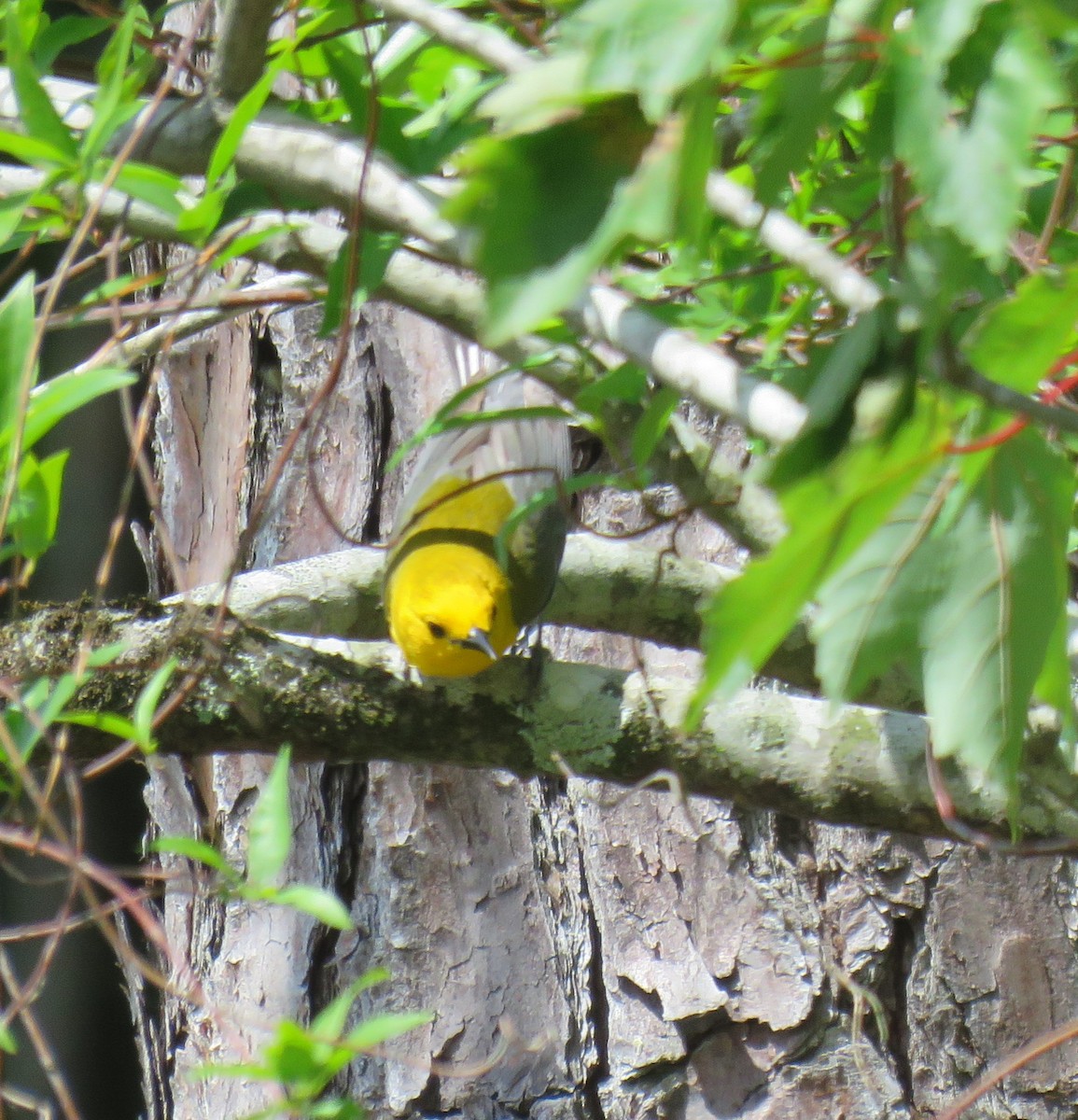 Prothonotary Warbler - Yvonne Porter