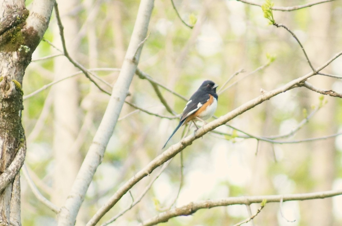 Eastern Towhee - Susie Berg