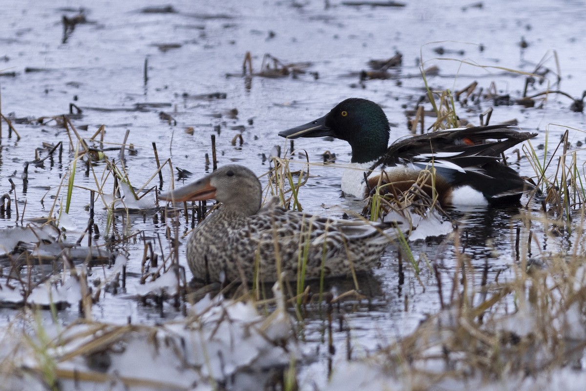 Northern Shoveler - ML619131378