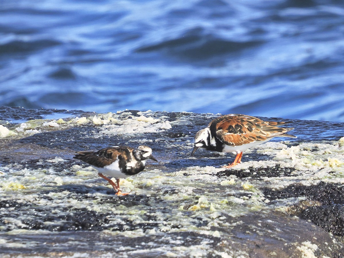 Ruddy Turnstone - ML619131379