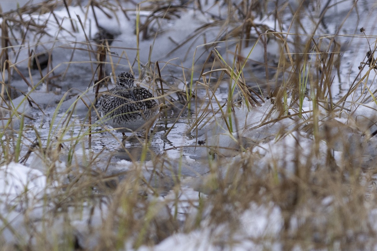 Lesser Yellowlegs - ML619131390