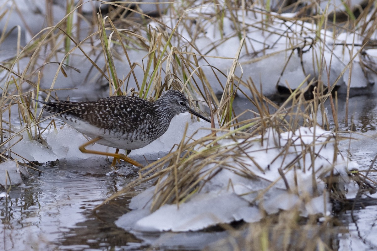 Lesser Yellowlegs - ML619131391