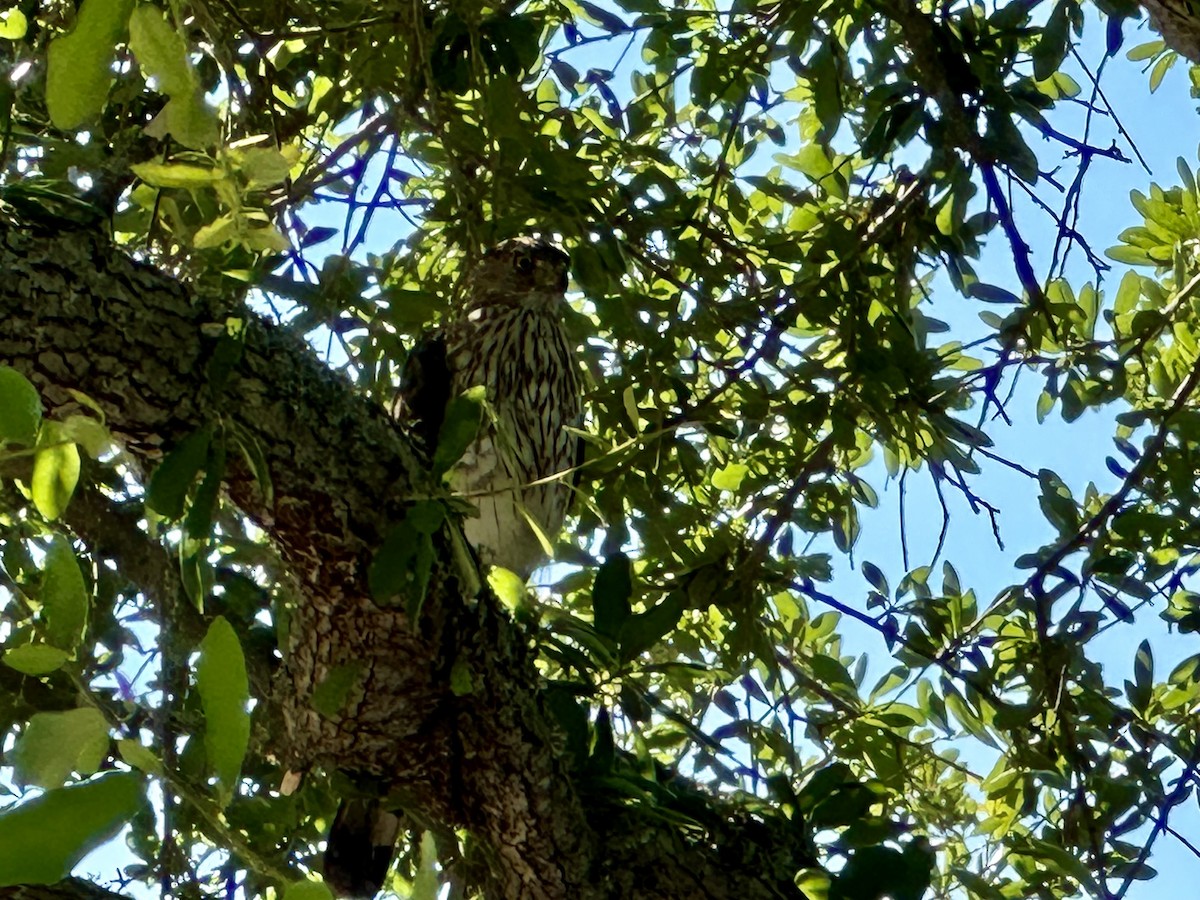 Red-shouldered Hawk - Larry Littrell