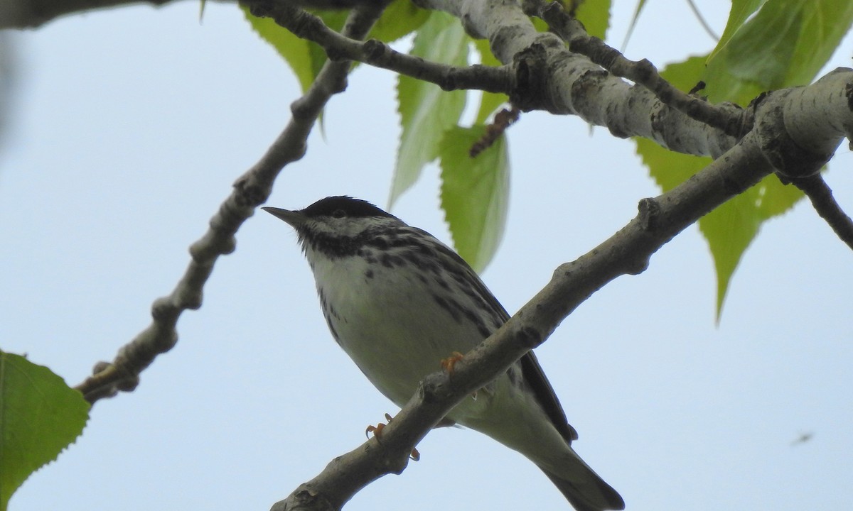 Paruline rayée - ML619131396