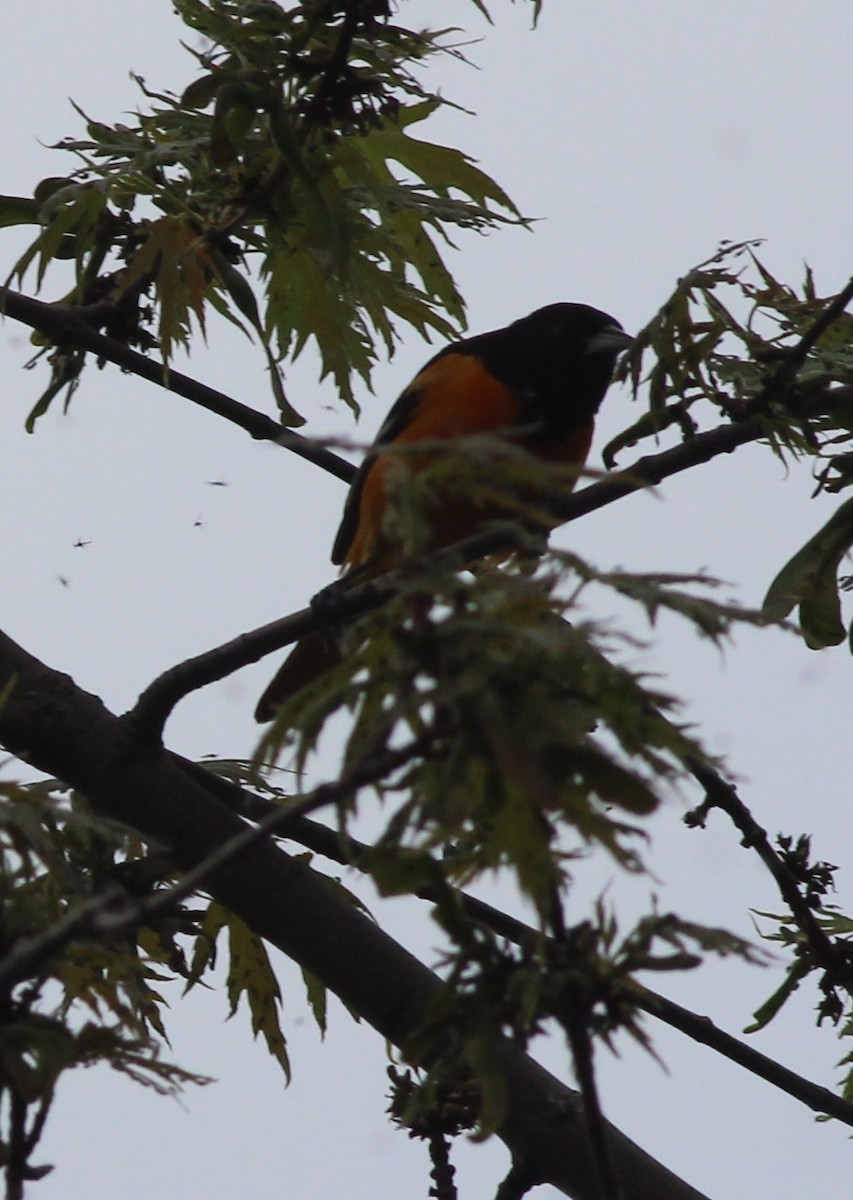 Baltimore Oriole - Robert Johnson