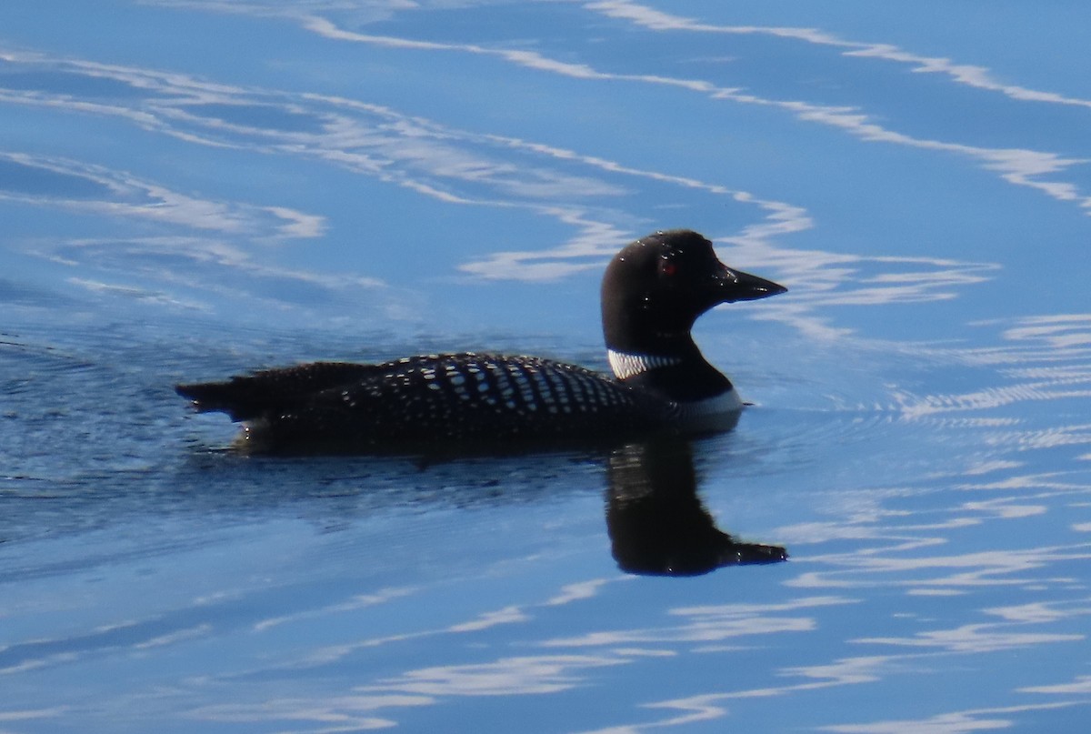 Common Loon - Justin Bryce