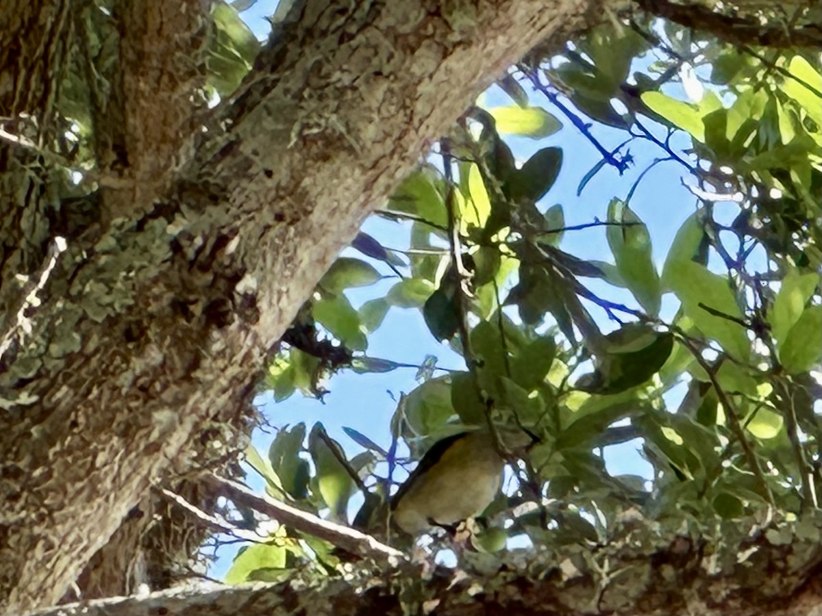 American Redstart - ML619131445