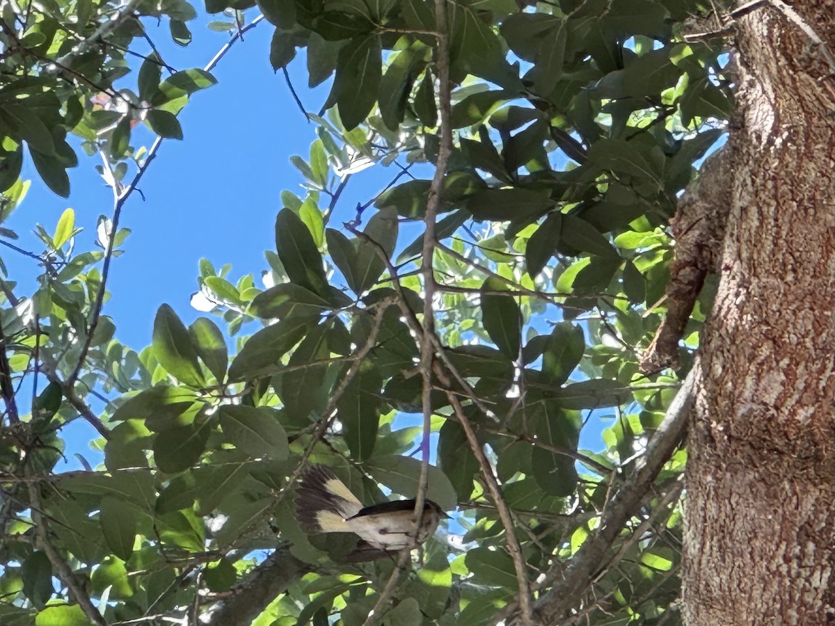 American Redstart - ML619131446