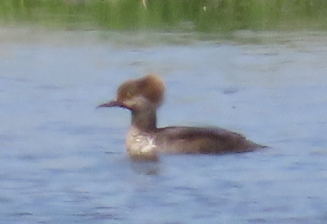 Hooded Merganser - ML619131456