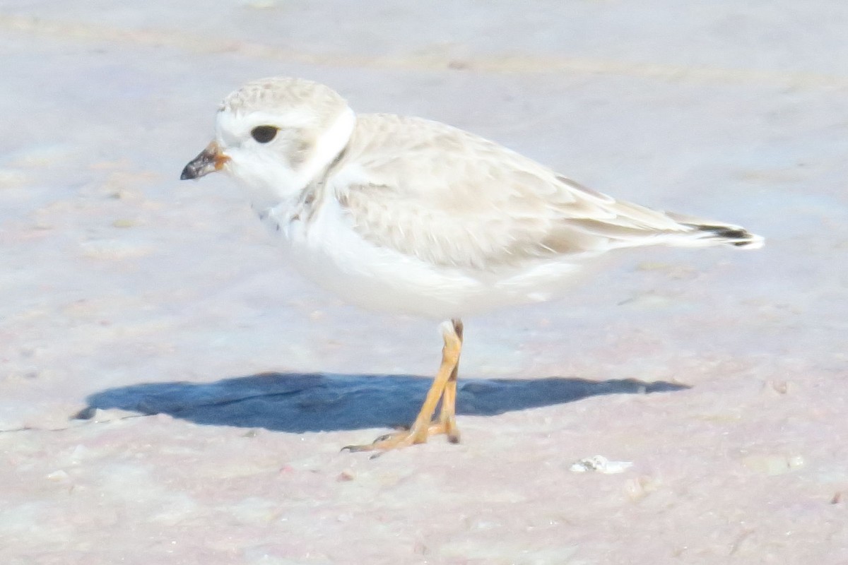 Piping Plover - ML619131491