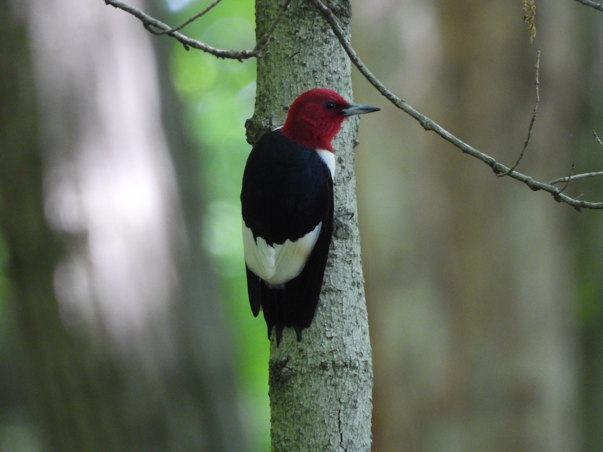 Pic à tête rouge - ML619131520