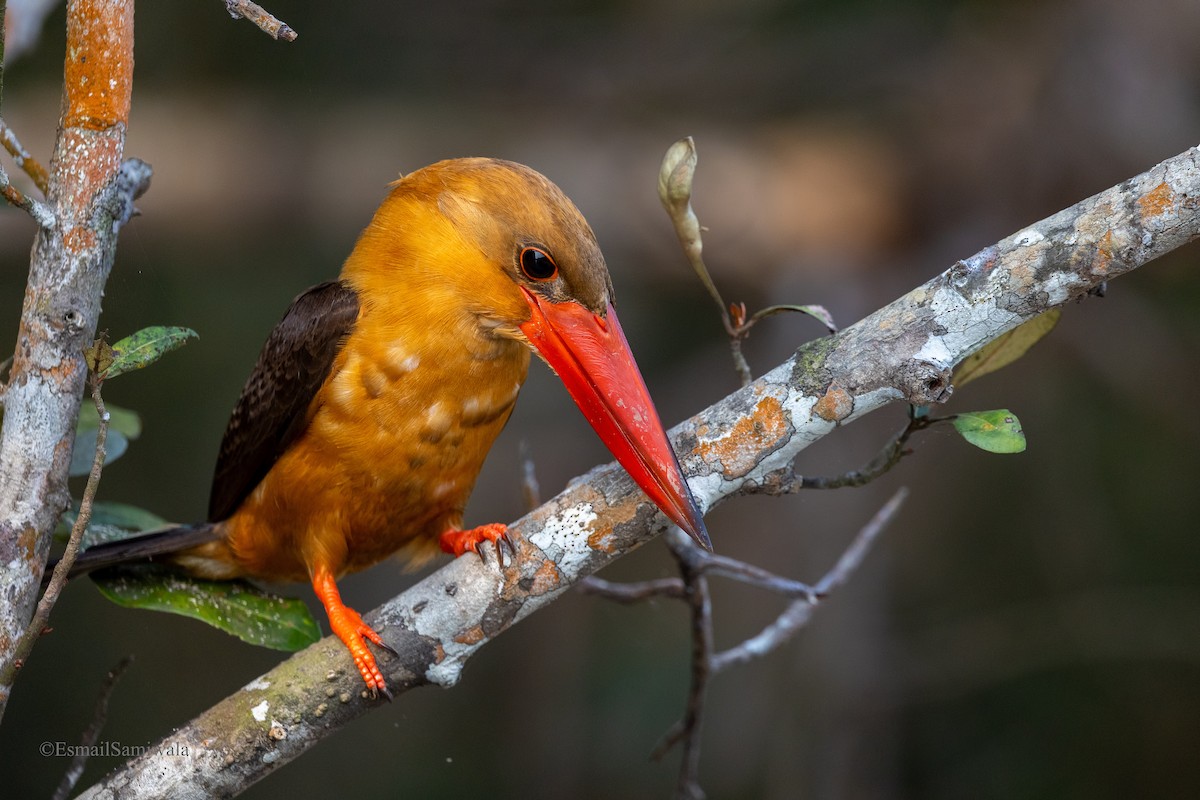 Brown-winged Kingfisher - Esmail Samiwala