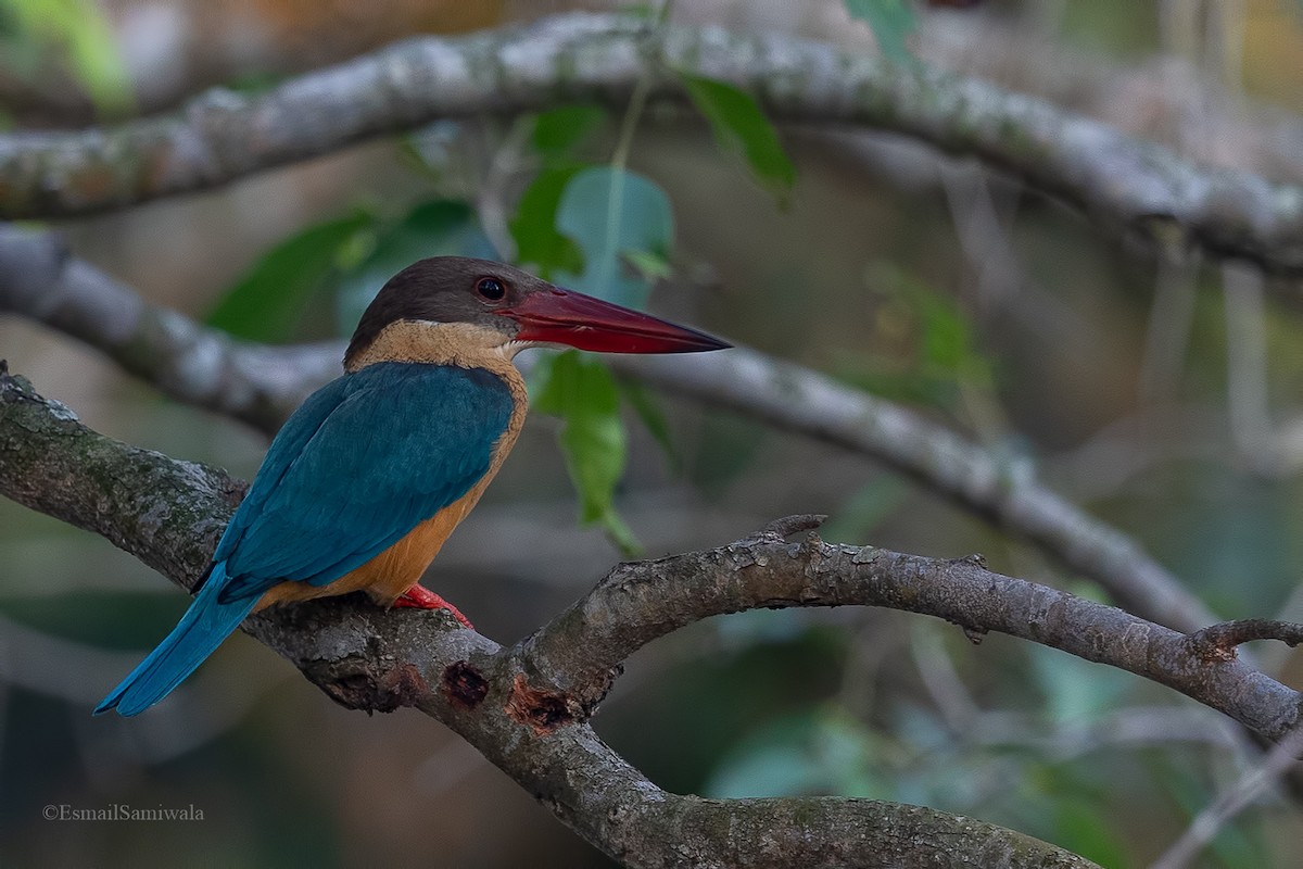 Stork-billed Kingfisher - Esmail Samiwala