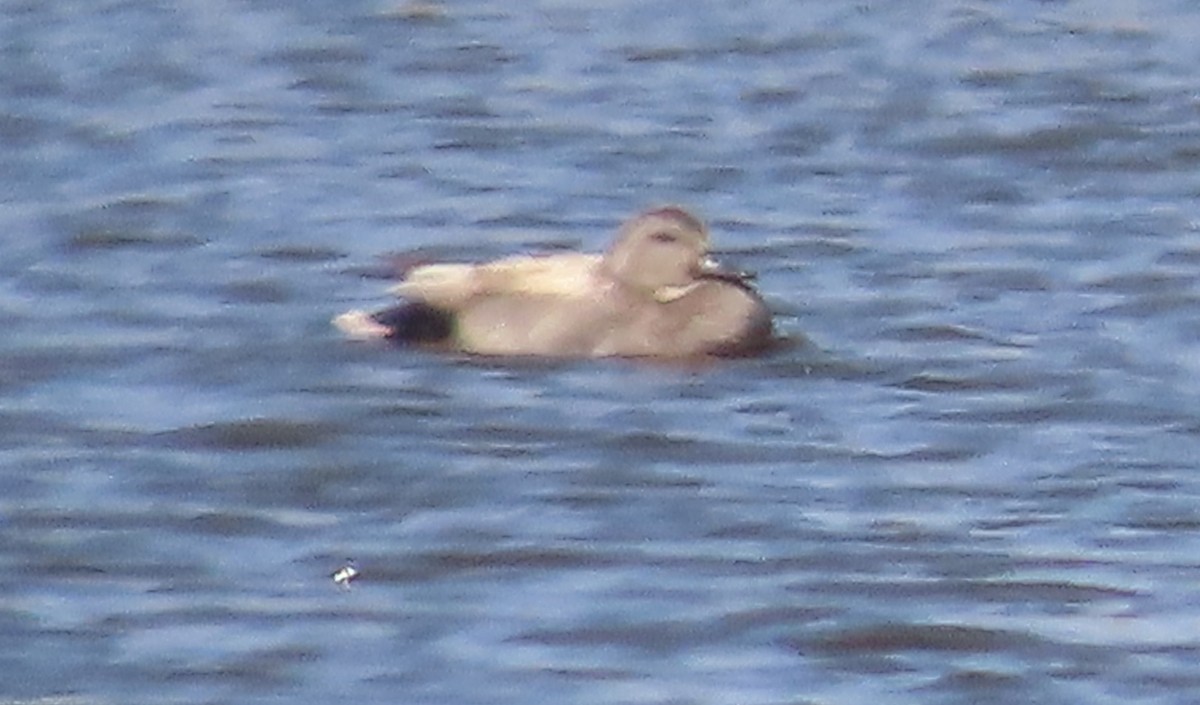 Gadwall - Fran Kerbs