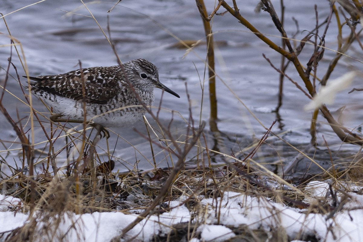 Bruchwasserläufer - ML619131547