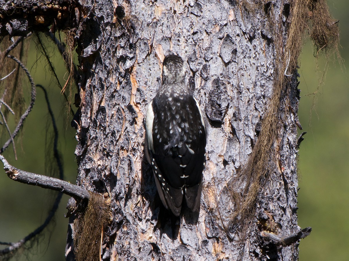 Williamson's Sapsucker - Christopher Eliot