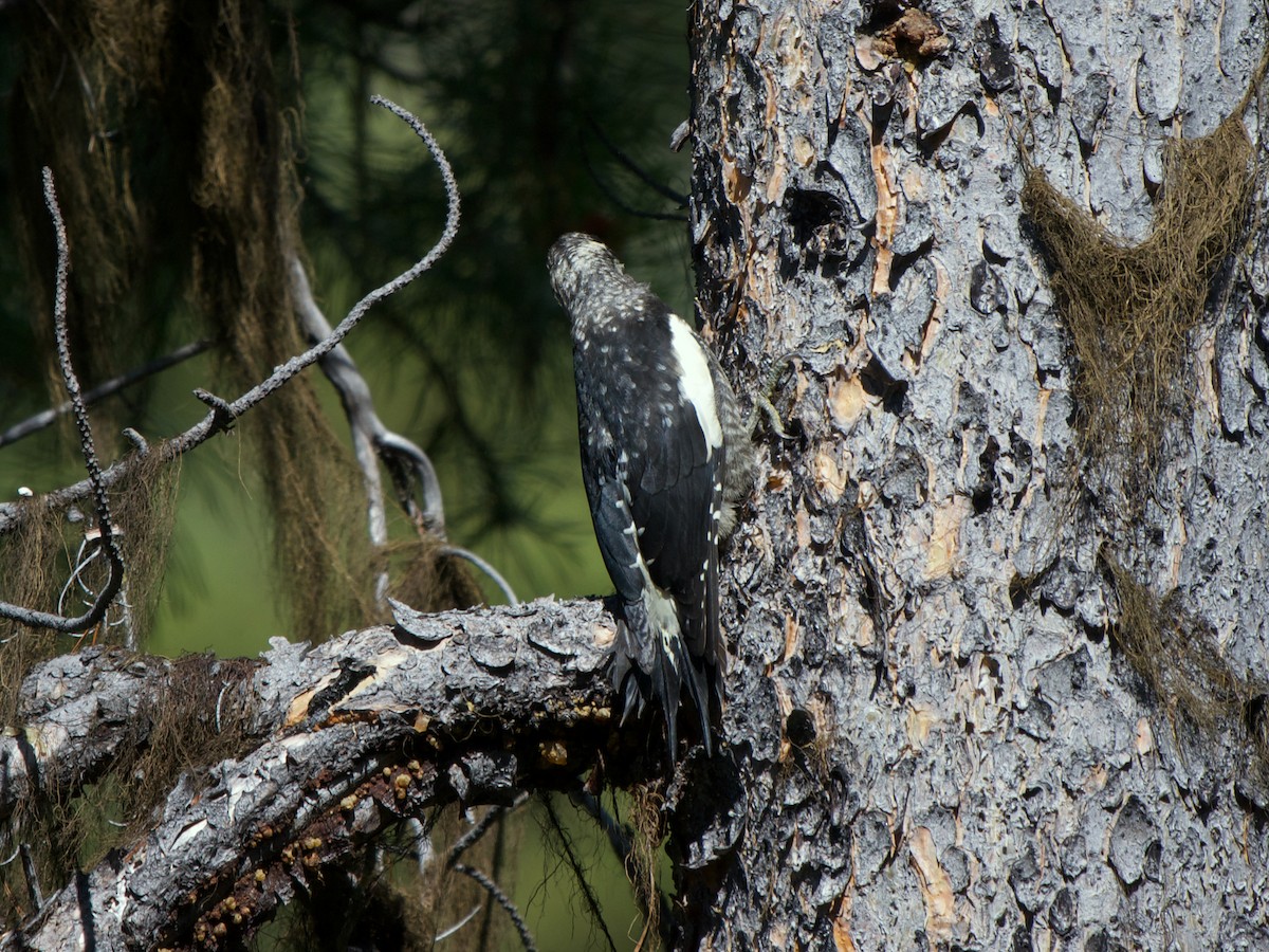 Williamson's Sapsucker - ML619131552