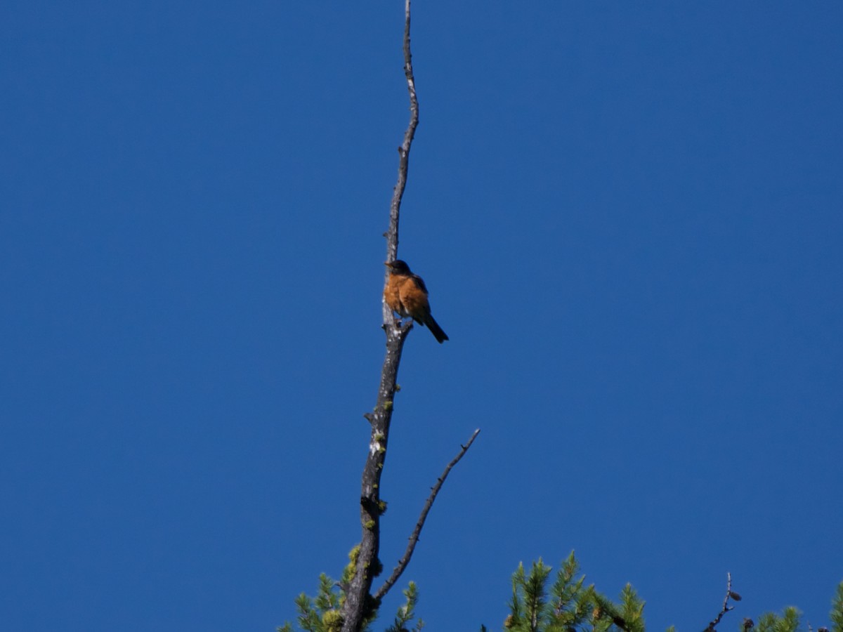 American Robin - Christopher Eliot