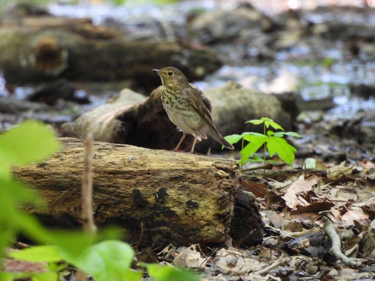 Swainson's Thrush - Janine Steffan