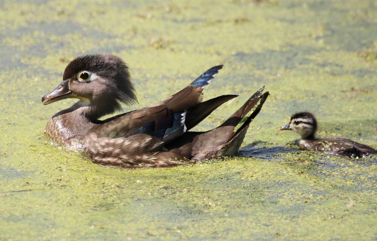 Wood Duck - ML619131570