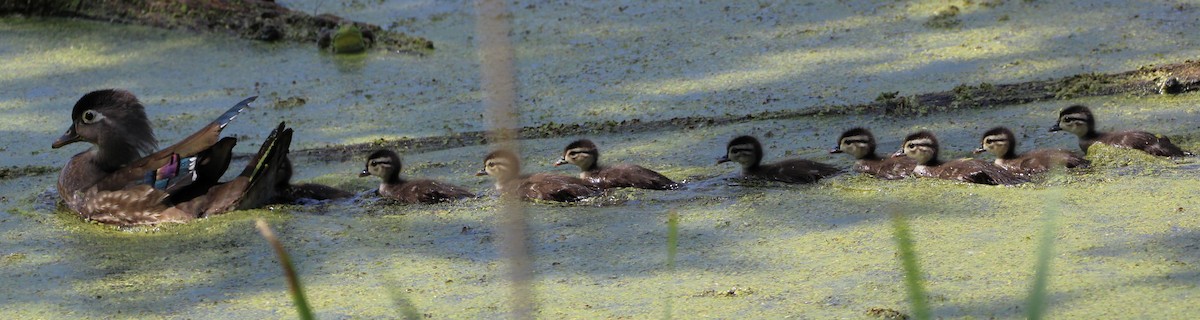 Wood Duck - ML619131587