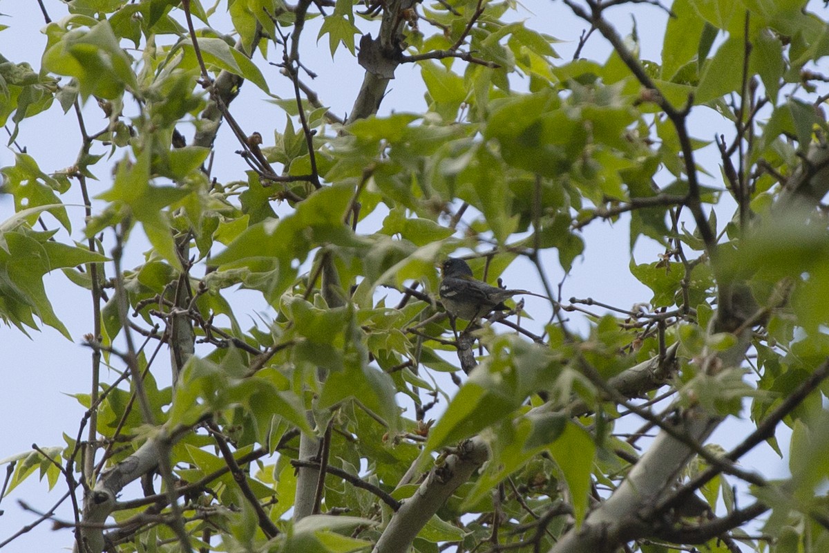 Northern Parula - Eugene Huryn