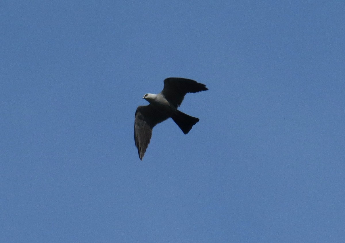 Mississippi Kite - John Meredig