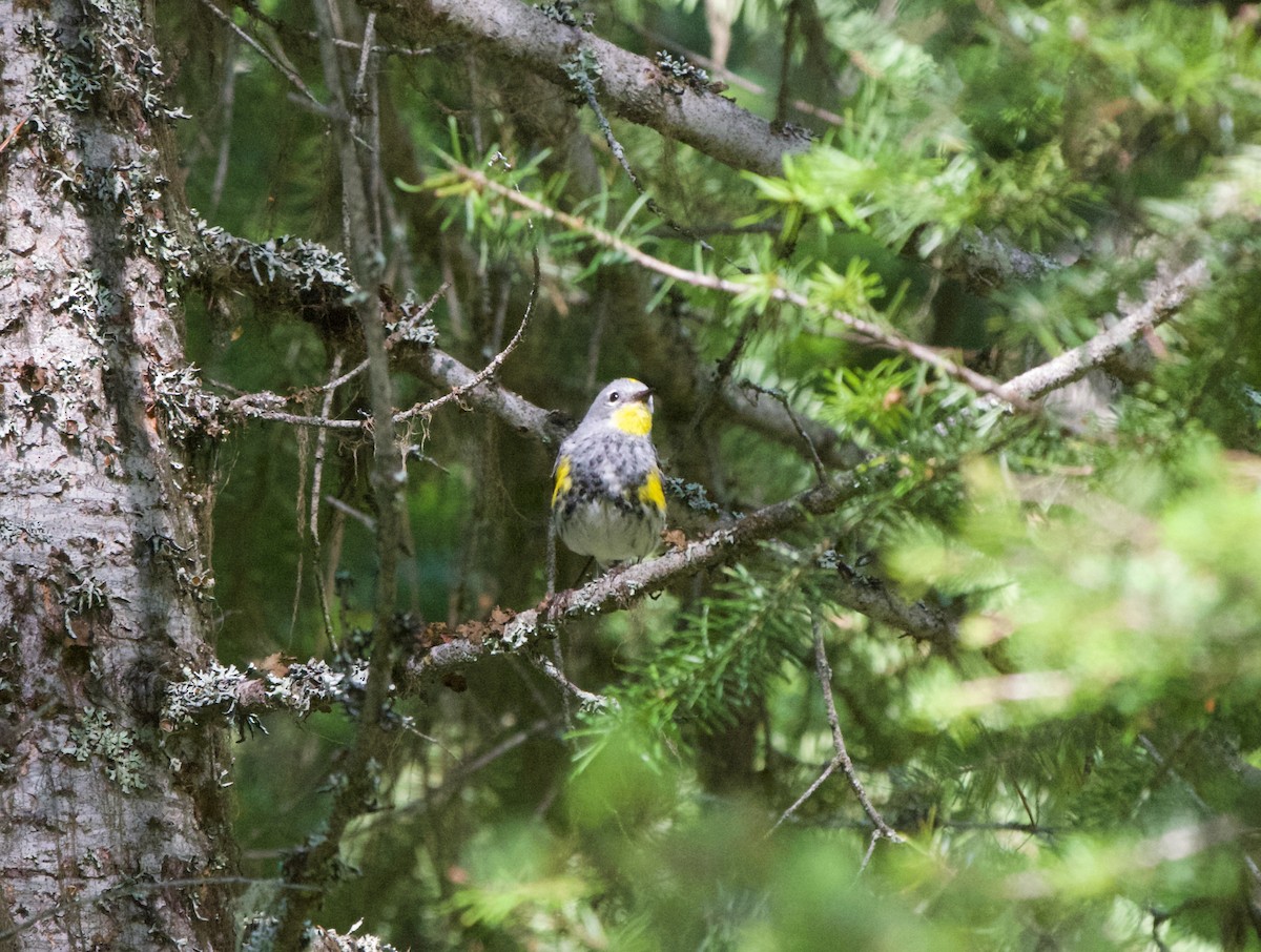 Yellow-rumped Warbler - Christopher Eliot