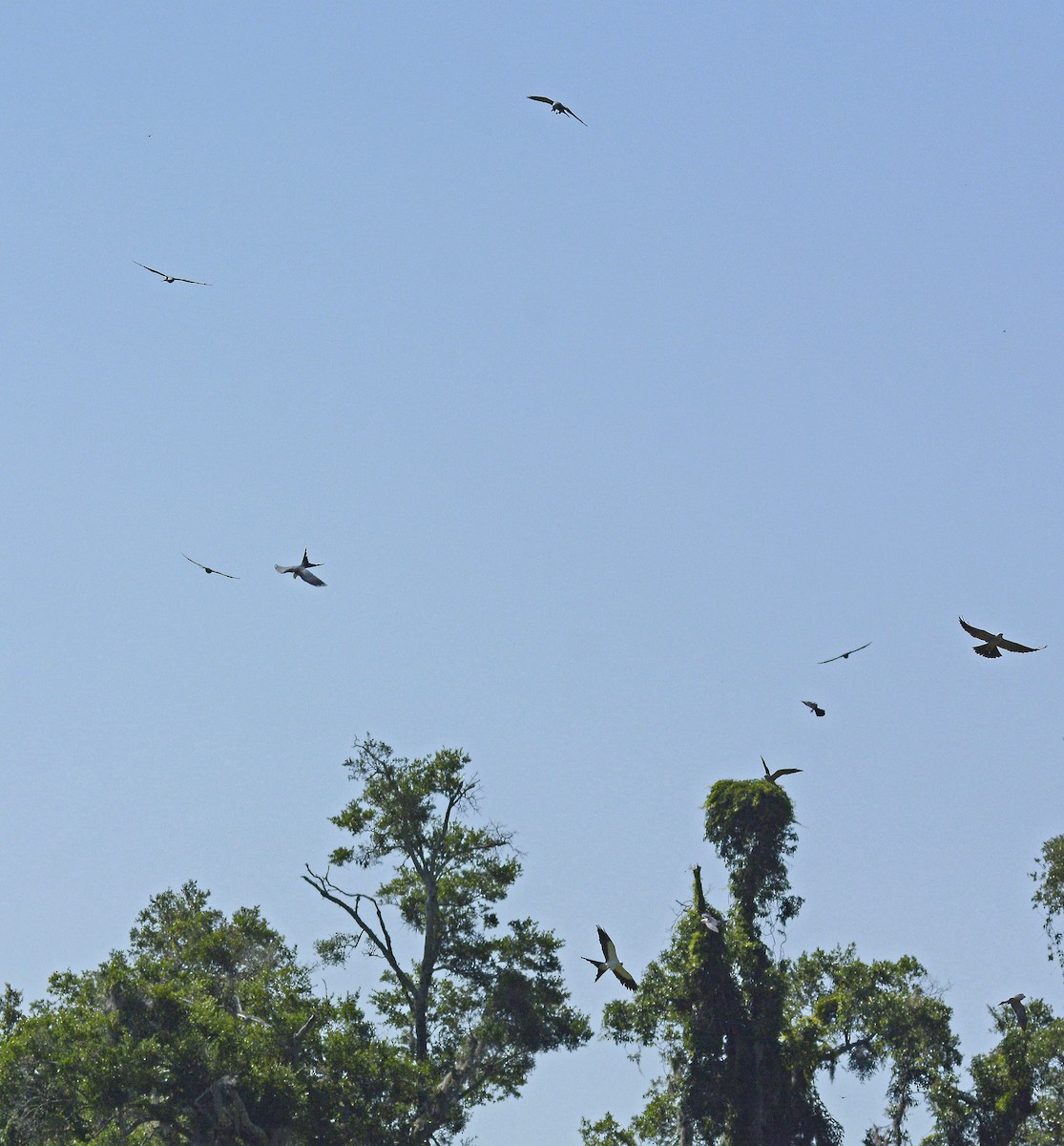 Mississippi Kite - Patrick  Leary