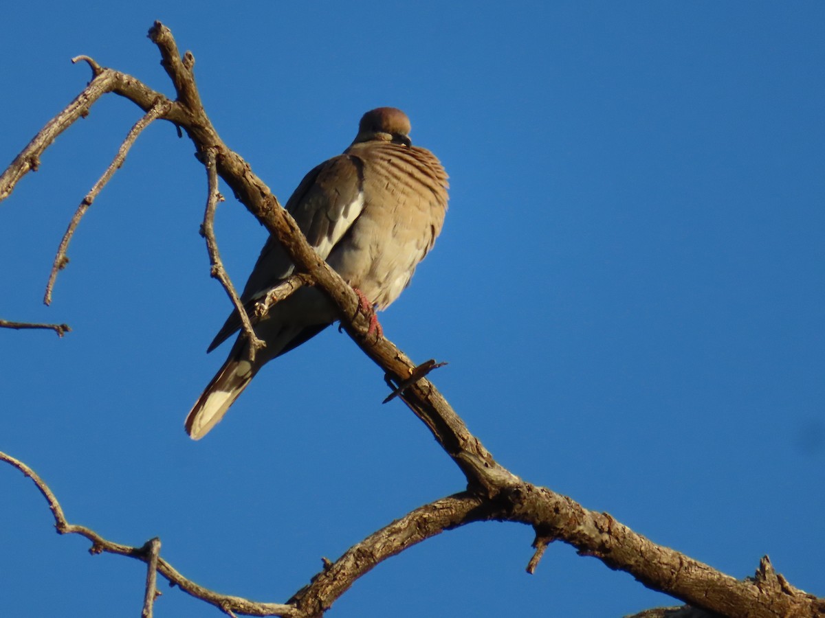 White-winged Dove - Sylvie Henkenius