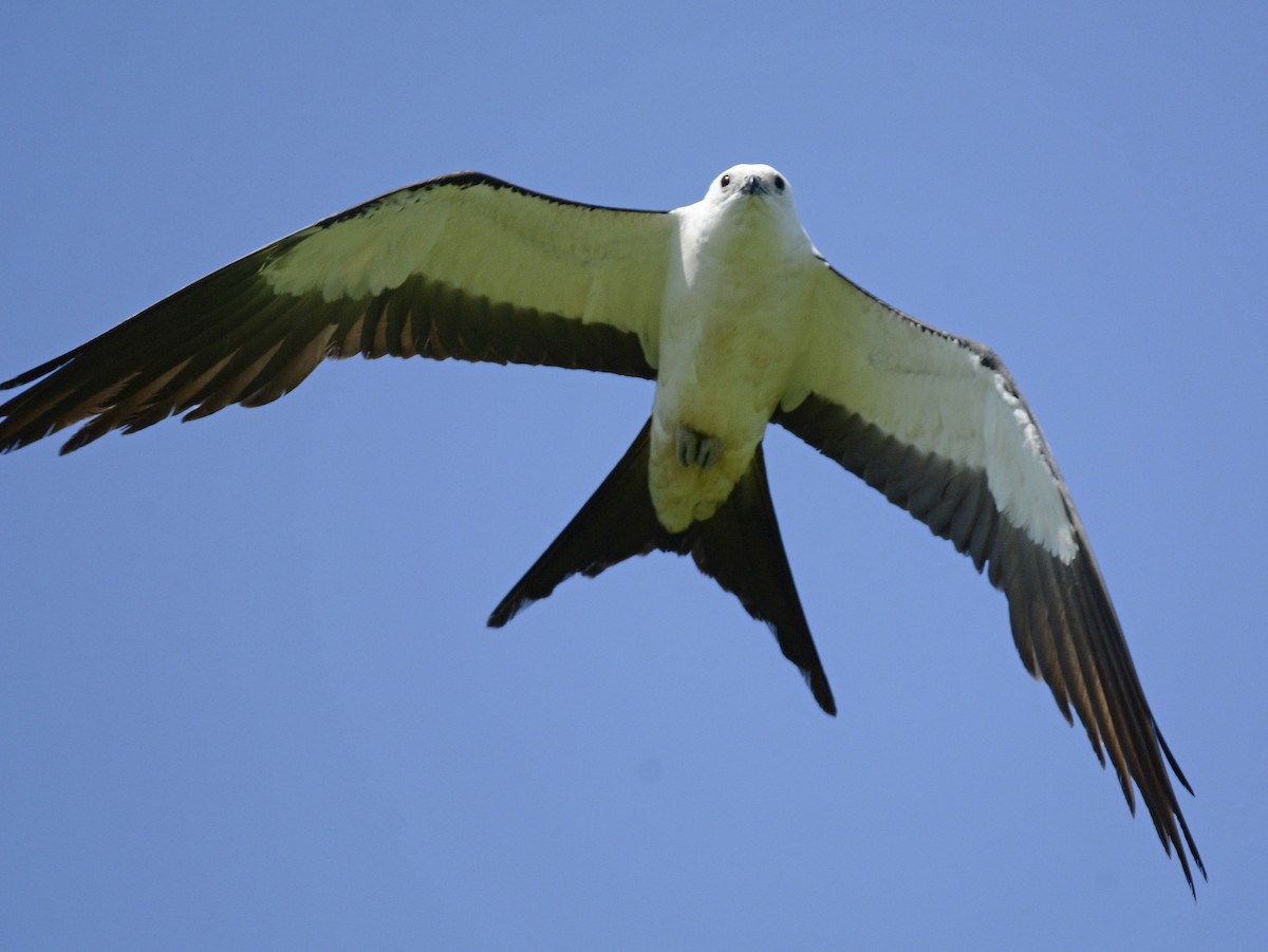 Swallow-tailed Kite - Patrick  Leary