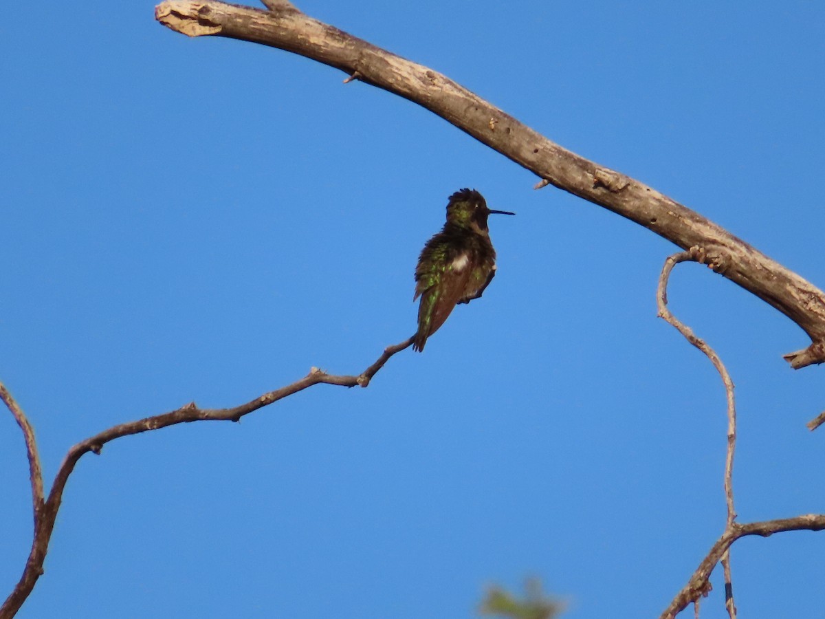 Anna's Hummingbird - ML619131650