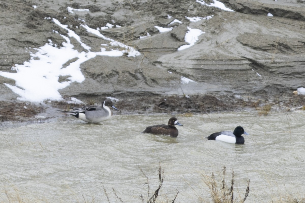 Greater Scaup - ML619131652