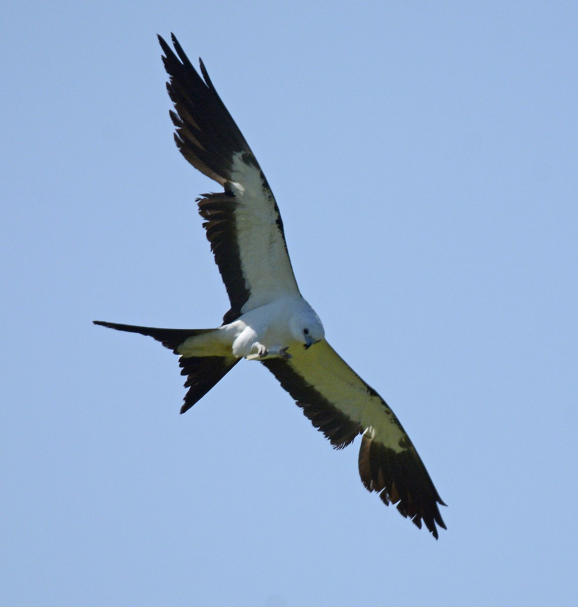 Swallow-tailed Kite - Patrick  Leary