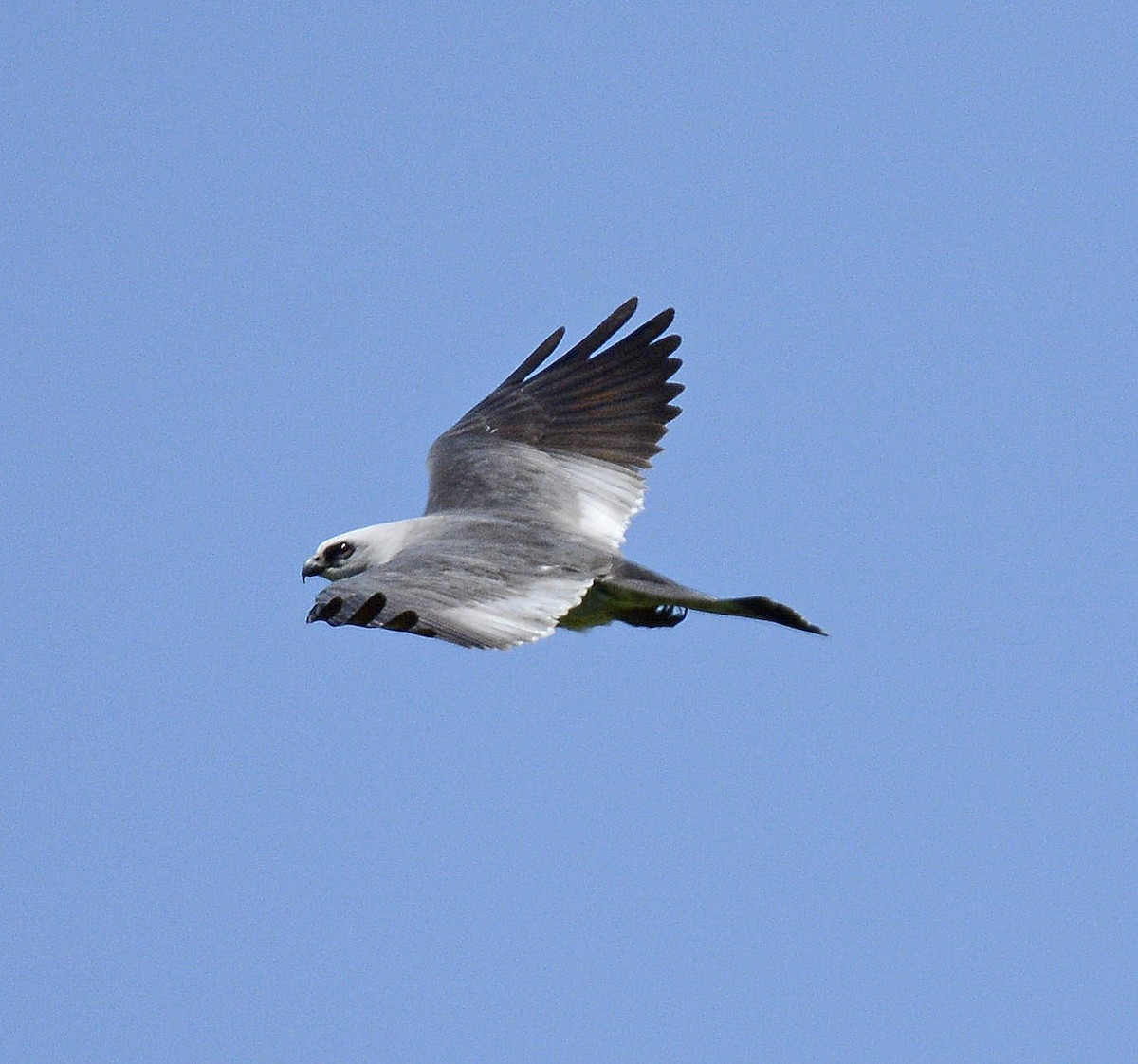 Mississippi Kite - Patrick  Leary