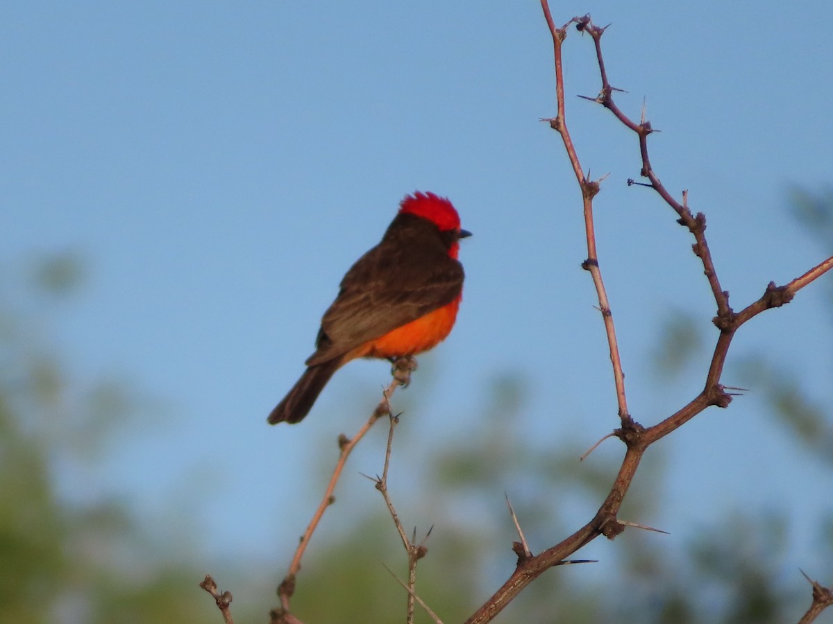 Vermilion Flycatcher - ML619131668