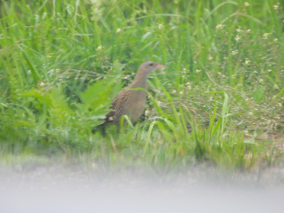 Corn Crake - Adam Wilczek